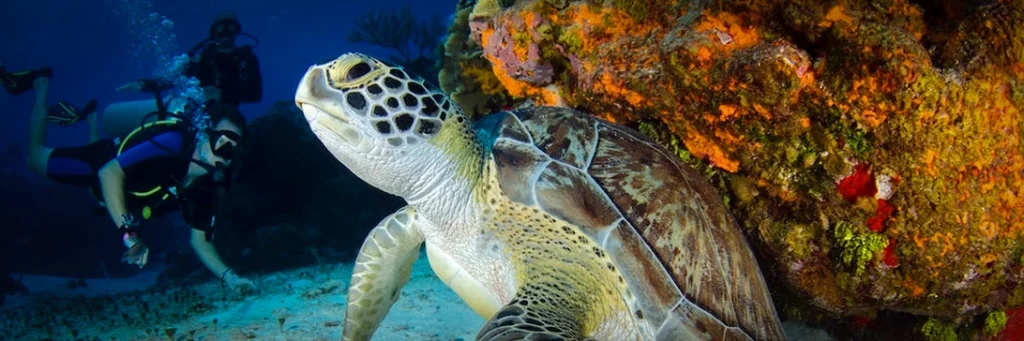 PADI Refresher students watch as a turtle wakes