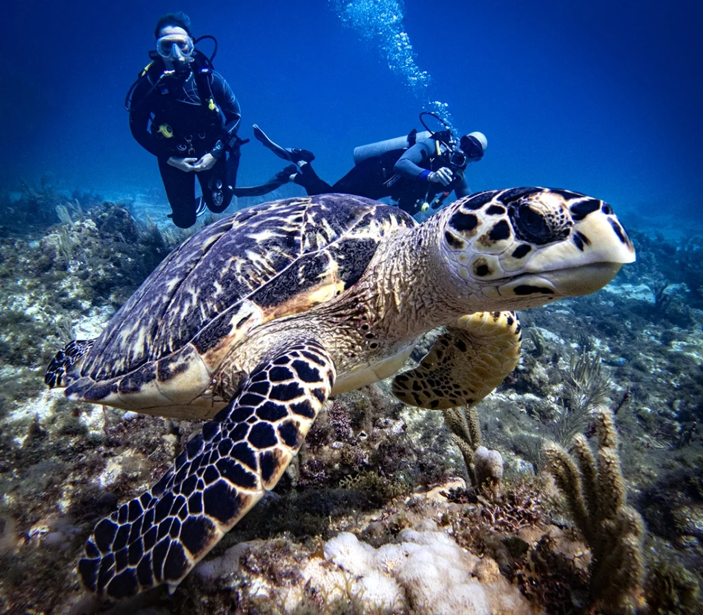 Two divers visit a Hawksbill Turtle at Manchones Chico Reef near Costa Mujeres