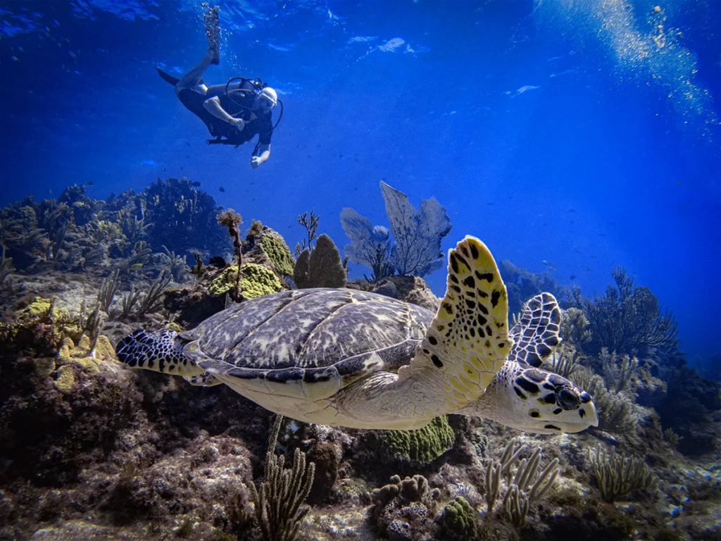 Hawksbill glides over reef near Cozumel