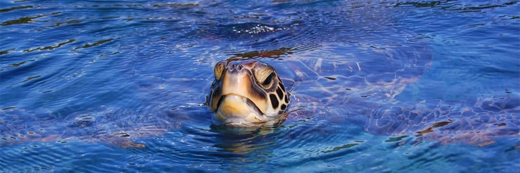 Turtle on snorkel tour