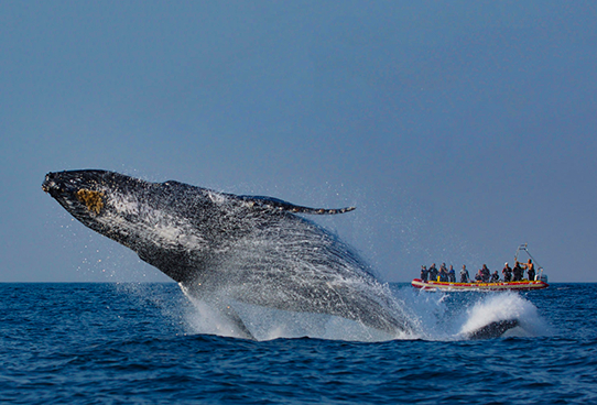 Southern Right Whale breaching near Port St Johns