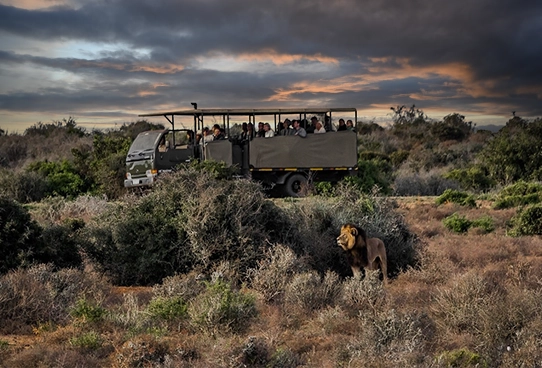 Addo safari