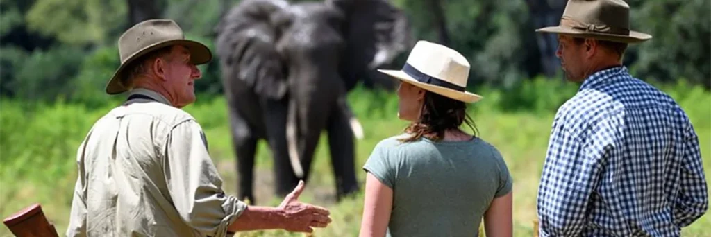 Two divers walk with elephants