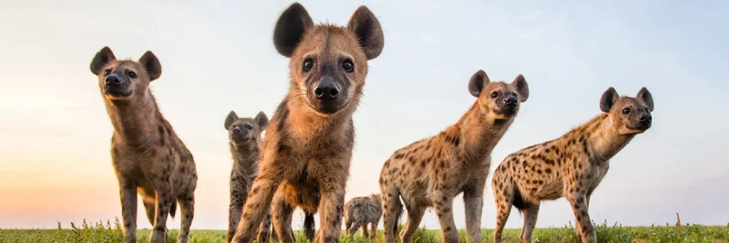 Hyena march up on camera.