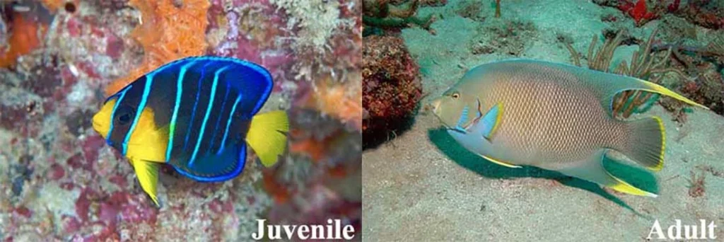 Bermuda Blue Angelfish juvemile vs. adult comparison