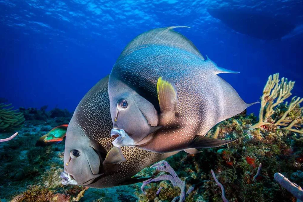 Two Grey Angelfish overlooking the reef