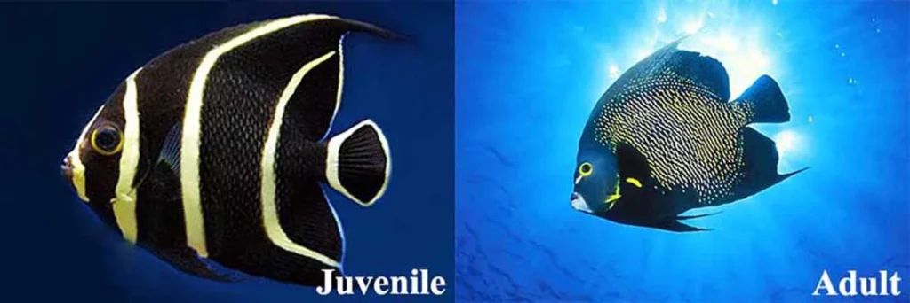 French Angelfish juvemile vs. adult comparison