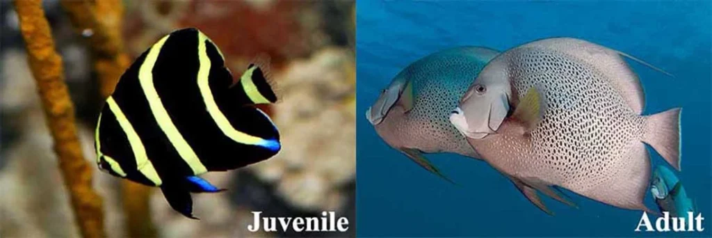 Grey Angelfish juvemile vs. adult comparison