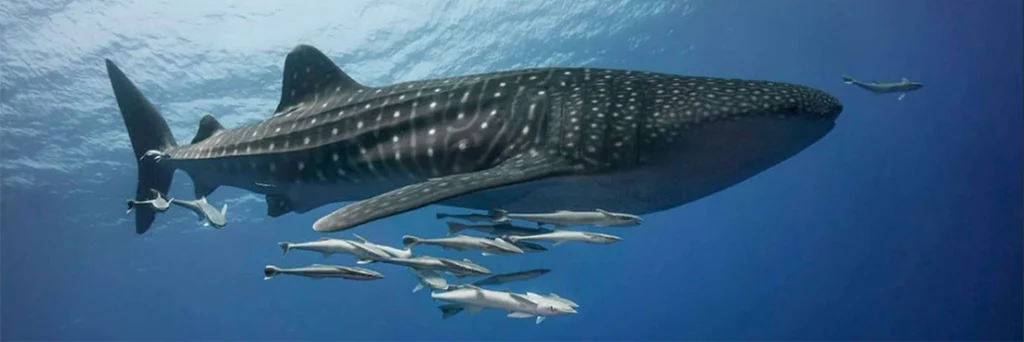 A whale shark swims with a shoal of remora